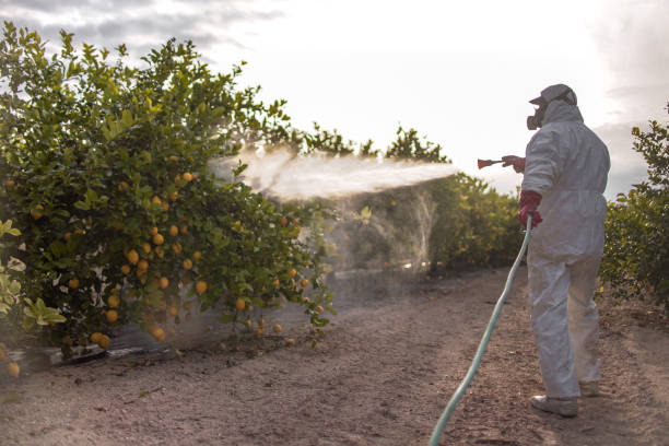 Best Wasp Removal Services  in Langley Park, MD