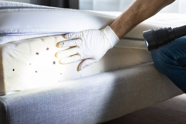 Best Affordable Pest Control Services  in Langley Park, MD