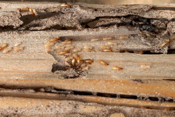 Professional Pest Control in Langley Park, MD